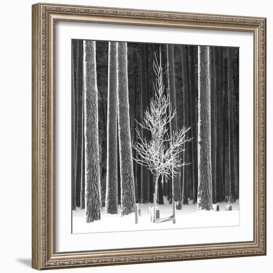 Ice Forest-Hakan Strand-Framed Giclee Print