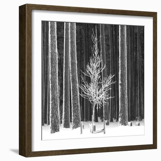 Ice Forest-Hakan Strand-Framed Giclee Print