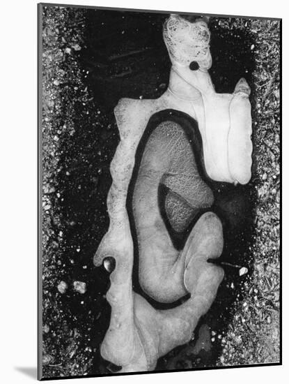 Ice Formation, 1955-Brett Weston-Mounted Photographic Print