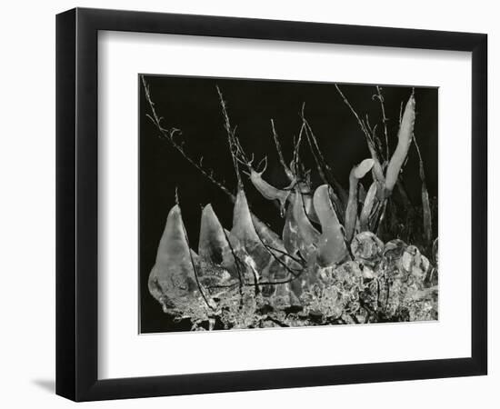 Ice Formation, California, 1949-Brett Weston-Framed Photographic Print