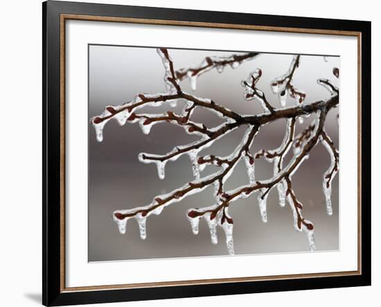 Ice from Freezing Rain Coats Tree Branches Near Omaha, Nebraska-null-Framed Photographic Print