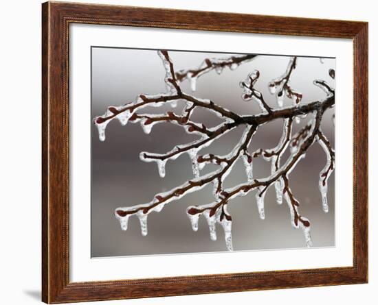 Ice from Freezing Rain Coats Tree Branches Near Omaha, Nebraska-null-Framed Photographic Print