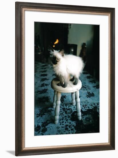 Ice kitten's sister-Vincent Alexander Booth-Framed Photographic Print