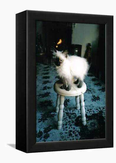 Ice kitten's sister-Vincent Alexander Booth-Framed Premier Image Canvas