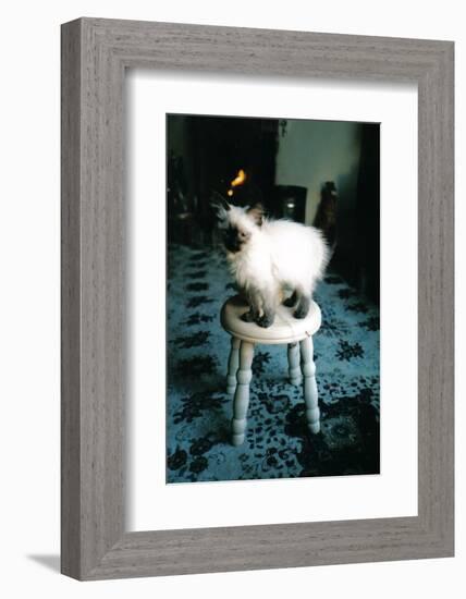 Ice kitten's sister-Vincent Alexander Booth-Framed Photographic Print