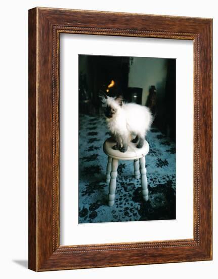 Ice kitten's sister-Vincent Alexander Booth-Framed Photographic Print