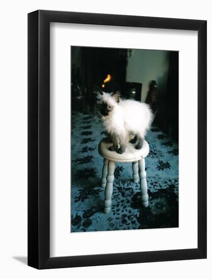 Ice kitten's sister-Vincent Alexander Booth-Framed Photographic Print