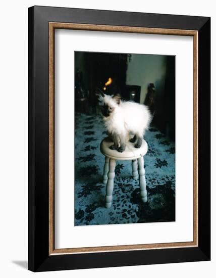 Ice kitten's sister-Vincent Alexander Booth-Framed Photographic Print