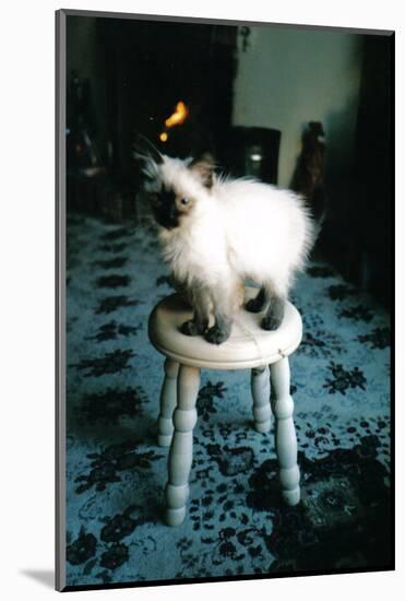 Ice kitten's sister-Vincent Alexander Booth-Mounted Photographic Print