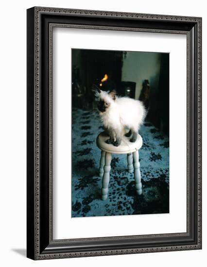 Ice kitten's sister-Vincent Alexander Booth-Framed Photographic Print