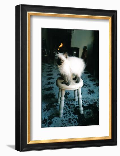 Ice kitten's sister-Vincent Alexander Booth-Framed Photographic Print