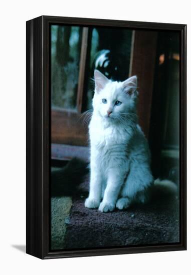 Ice kitten-Vincent Alexander Booth-Framed Premier Image Canvas