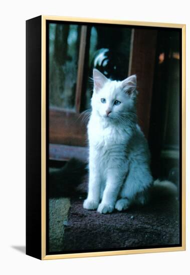 Ice kitten-Vincent Alexander Booth-Framed Premier Image Canvas