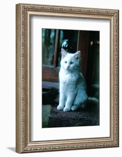 Ice kitten-Vincent Alexander Booth-Framed Photographic Print