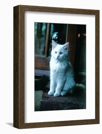 Ice kitten-Vincent Alexander Booth-Framed Photographic Print