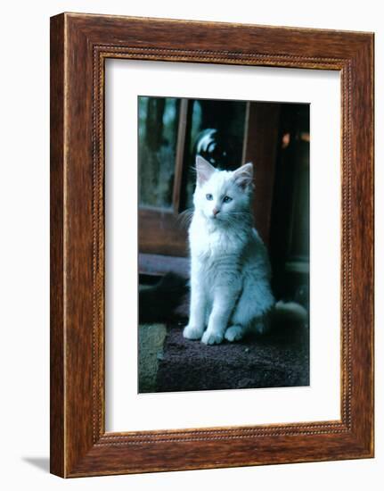 Ice kitten-Vincent Alexander Booth-Framed Photographic Print