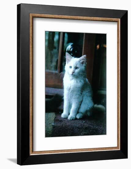 Ice kitten-Vincent Alexander Booth-Framed Photographic Print