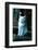 Ice kitten-Vincent Alexander Booth-Framed Photographic Print