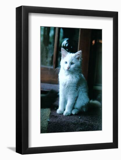 Ice kitten-Vincent Alexander Booth-Framed Photographic Print