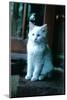 Ice kitten-Vincent Alexander Booth-Mounted Photographic Print