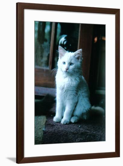 Ice kitten-Vincent Alexander Booth-Framed Photographic Print