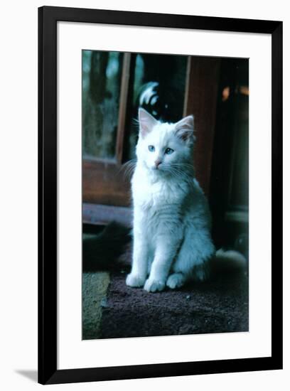 Ice kitten-Vincent Alexander Booth-Framed Photographic Print