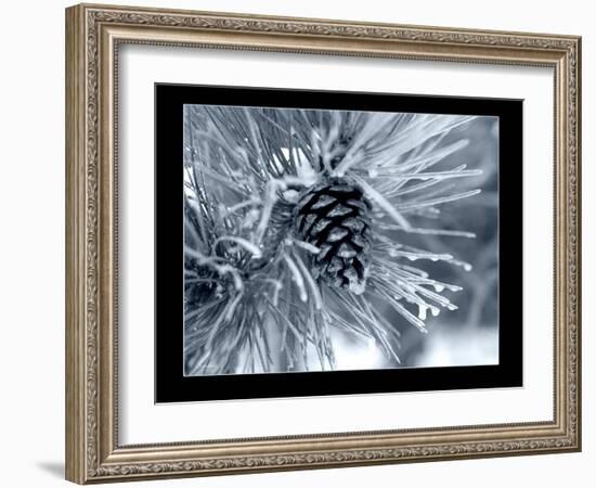 Ice Pine Cone 2-Gordon Semmens-Framed Giclee Print