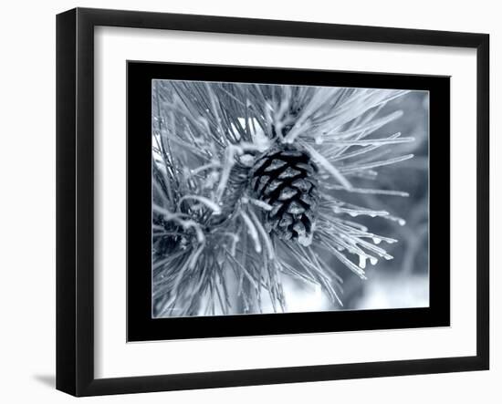 Ice Pine Cone 2-Gordon Semmens-Framed Giclee Print