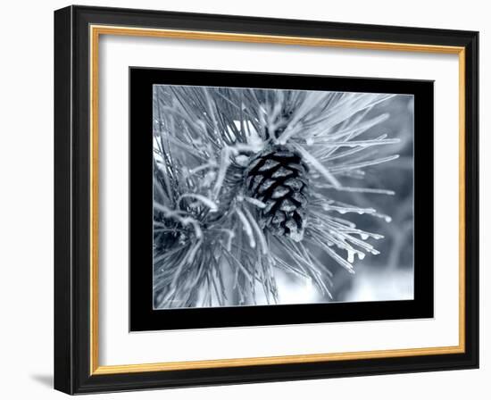 Ice Pine Cone 2-Gordon Semmens-Framed Giclee Print