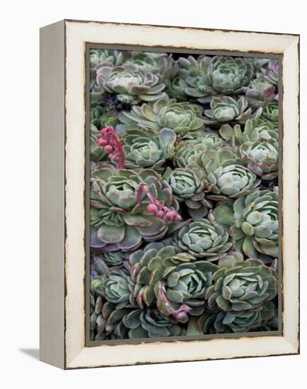 Ice Plant Clovers-Rachel Perry-Framed Stretched Canvas