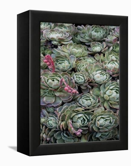 Ice Plant Clovers-Rachel Perry-Framed Stretched Canvas