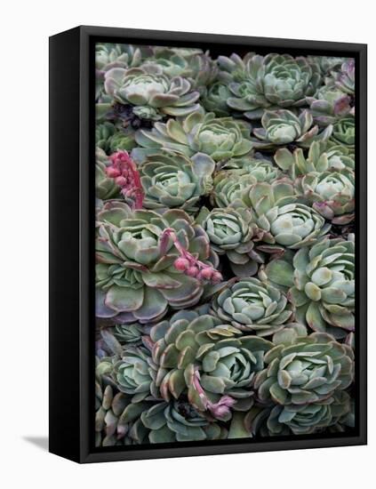 Ice Plant Clovers-Rachel Perry-Framed Stretched Canvas