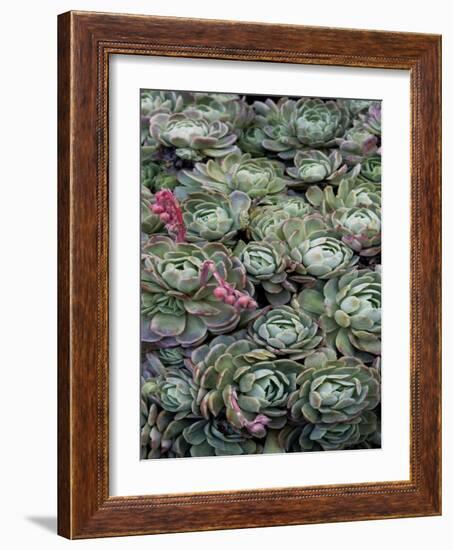 Ice Plant Clovers-Rachel Perry-Framed Art Print