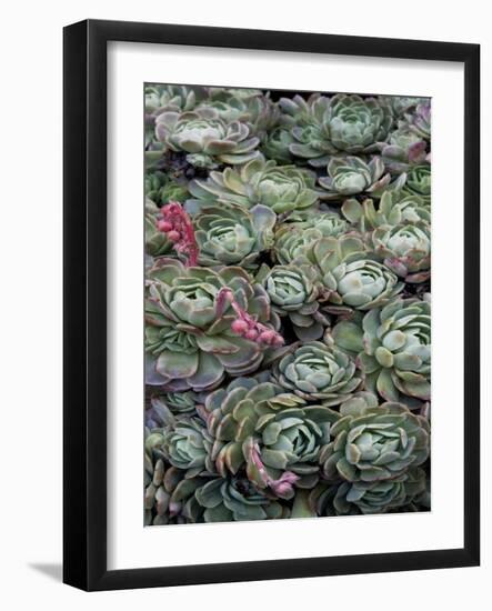 Ice Plant Clovers-Rachel Perry-Framed Art Print