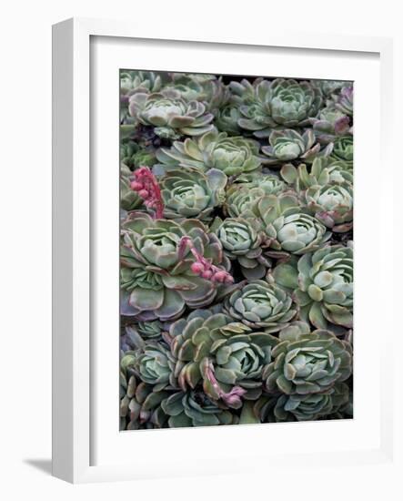 Ice Plant Clovers-Rachel Perry-Framed Art Print