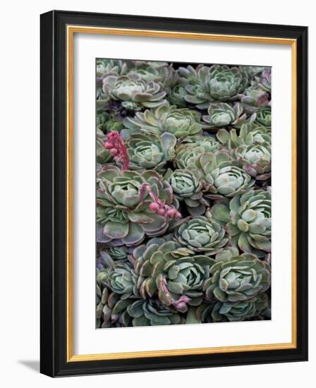 Ice Plant Clovers-Rachel Perry-Framed Art Print