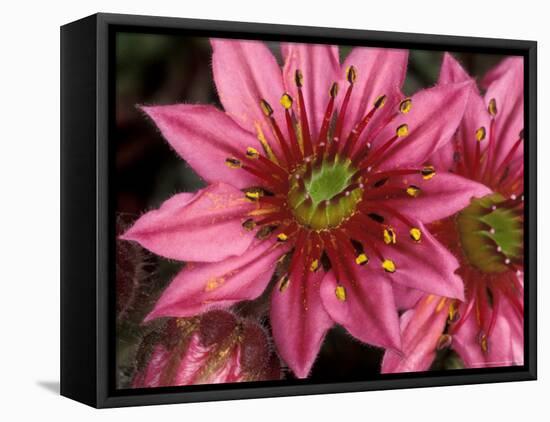 Ice Plant Flowers, California, USA-Gavriel Jecan-Framed Premier Image Canvas