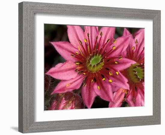 Ice Plant Flowers, California, USA-Gavriel Jecan-Framed Photographic Print