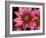 Ice Plant Flowers, California, USA-Gavriel Jecan-Framed Photographic Print