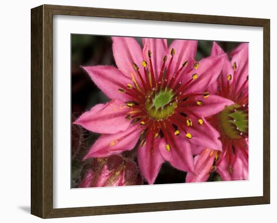 Ice Plant Flowers, California, USA-Gavriel Jecan-Framed Photographic Print