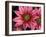 Ice Plant Flowers, California, USA-Gavriel Jecan-Framed Photographic Print