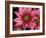 Ice Plant Flowers, California, USA-Gavriel Jecan-Framed Photographic Print