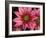 Ice Plant Flowers, California, USA-Gavriel Jecan-Framed Photographic Print