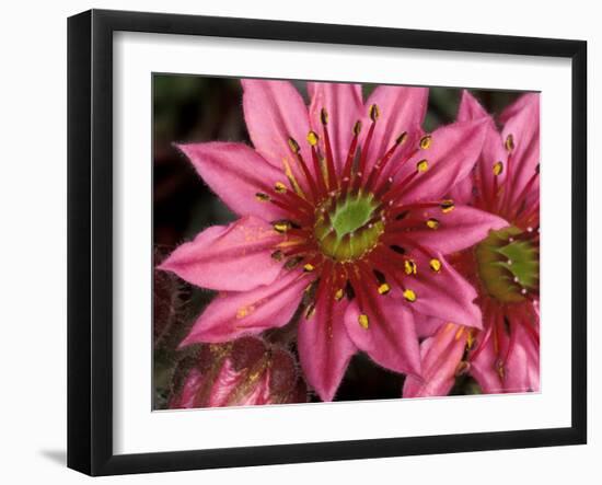 Ice Plant Flowers, California, USA-Gavriel Jecan-Framed Photographic Print