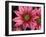 Ice Plant Flowers, California, USA-Gavriel Jecan-Framed Photographic Print