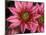 Ice Plant Flowers, California, USA-Gavriel Jecan-Mounted Photographic Print