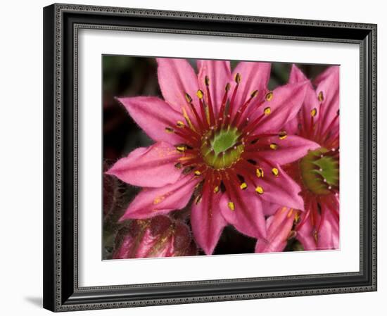 Ice Plant Flowers, California, USA-Gavriel Jecan-Framed Photographic Print