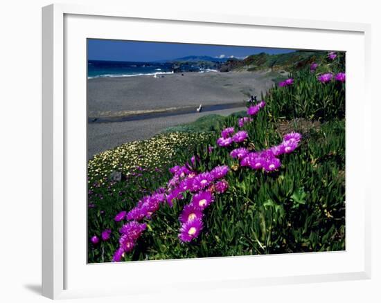 Ice Plant on California Coastline, USA-Terry Eggers-Framed Photographic Print