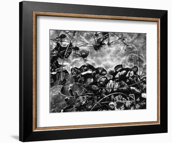 Ice, Rock and Reeds, 1954-Brett Weston-Framed Photographic Print