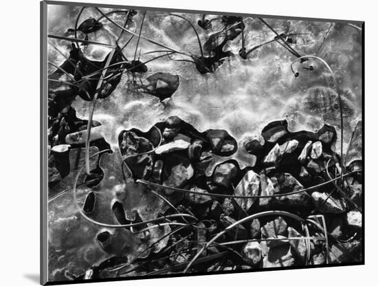 Ice, Rock and Reeds, 1954-Brett Weston-Mounted Photographic Print